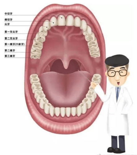 大人能做牙齿窝沟封闭,大人能做牙齿窝沟封闭，创新解析方案与版图应用,适用性方案解析_2D57.74.12