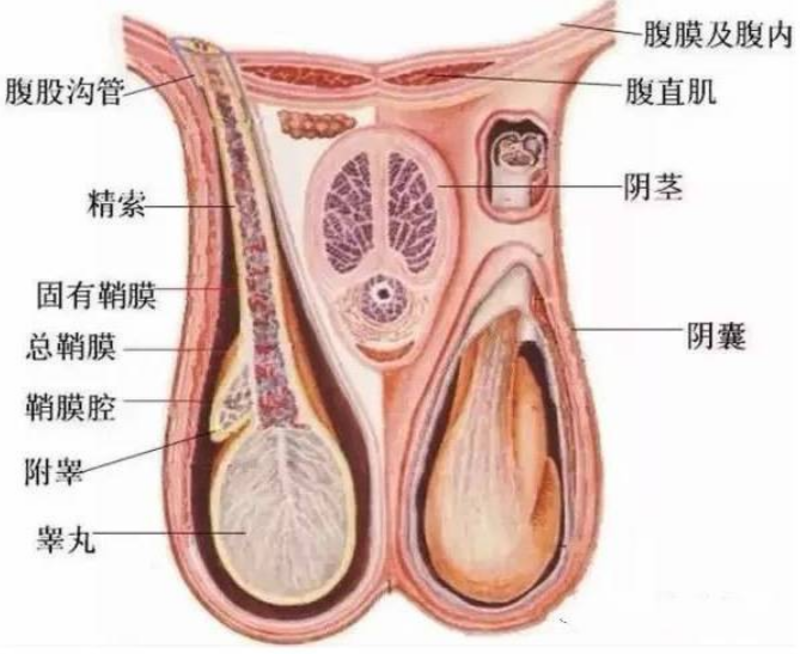 慢性附睾炎症状,慢性附睾炎症状解析及实时信息解析说明在ChromeOS 89.68.75环境下的应用,快速方案执行_GM版99.71.29