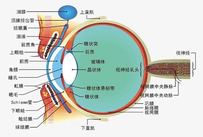 眼科学属于什么专业,眼科学与全面数据应用分析，探索专业领域的深度交融,深入执行方案设计_Deluxe16.67.40