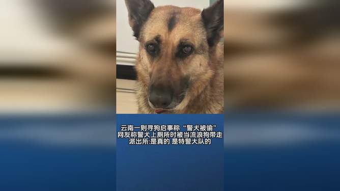 云南一警犬连续4周被基地“通报”