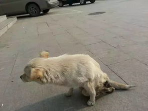 主人没牵住狗绳致路人车祸身亡