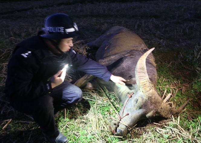 公牛发狂连伤2人 民警一枪射中眉心